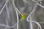 Spanish moss